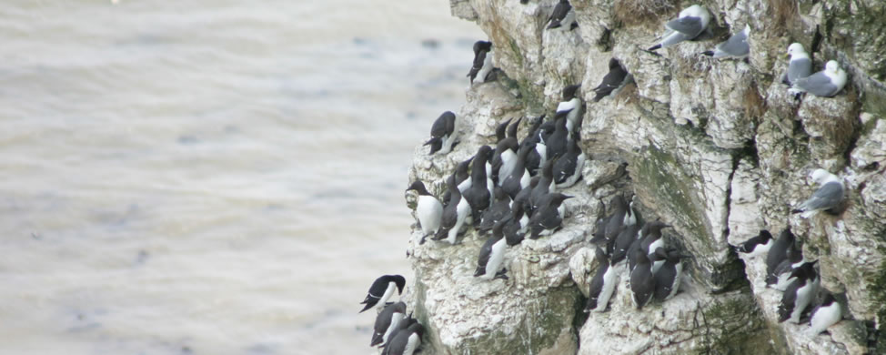 The Hawthorns Holiday Park